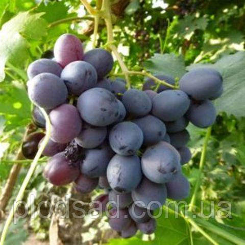 Виноград Герцог
