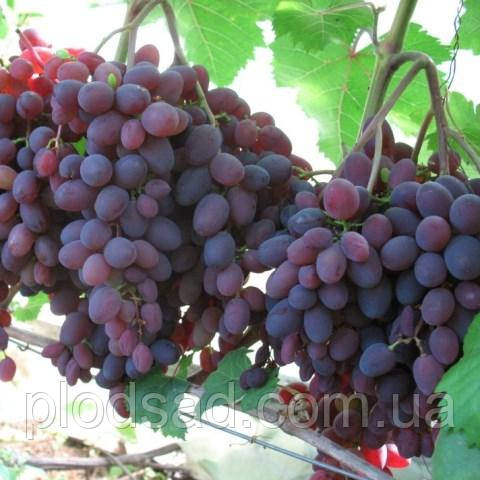 Виноград Кишмиш Запоріжський