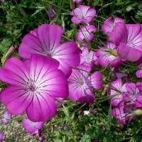 Насіння агростеммы