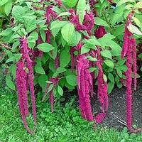 Насіння амаранту