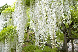 Гліцинія Shiro-noda 3 річна(щеплена), Гліцинія рясно Shiro-noda, Wisteria floribunda Shiro-noda, фото 3