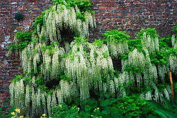 Гліцинія Shiro-noda 3 річна(щеплена), Гліцинія рясно Shiro-noda, Wisteria floribunda Shiro-noda, фото 3