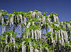 Гліцинія Shiro-noda 3 річна(щеплена), Гліцинія рясно Shiro-noda, Wisteria floribunda Shiro-noda, фото 3