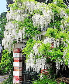 Гліцинія Shiro-noda 3 річна(щеплена), Гліцинія рясно Shiro-noda, Wisteria floribunda Shiro-noda