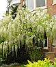 Гліцинія Shiro-noda 3 річна(щеплена), Гліцинія рясно Shiro-noda, Wisteria floribunda Shiro-noda, фото 4