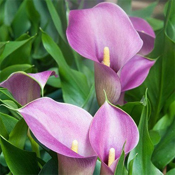 Калла Amethyst Калла Amethyst