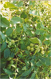 Саджанці волоського горіха "Ідеал" сінець 2-літка відкритий корінь, фото 2