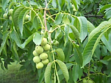 Саджанці волоського горіха сорт "Кочічко" 2-літка (привитий) купити відкритий корінь, фото 2