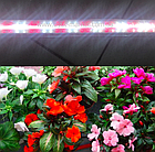 Фітосвітильник для орхідей 1,2м 16Вт( 2червоних:2 білих) 3PIN для стимуляції цвітіння, фото 2
