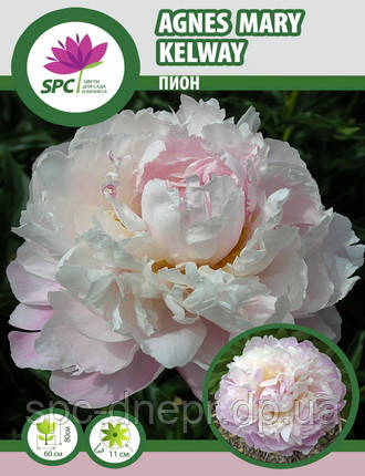 Півонія трав'янистий Agnes Mary Kelway, фото 2