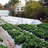 Парник з агроволокна фірми Agreen щільність 42, 15 м, фото 3