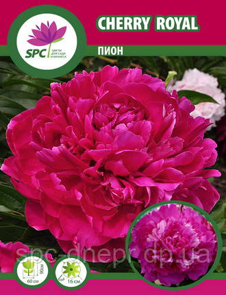 Півонія трав'янистий Cherry Royal, фото 1