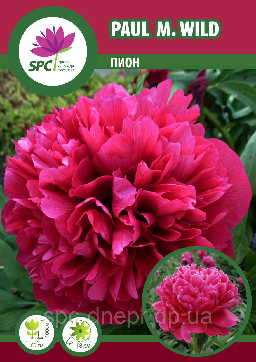 Півонія трав'яниста Paul. M. Wild