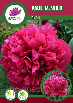 Півонія трав'яниста Paul. M. Wild, фото 1