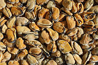 🦪 Мідії — морська насолода, яку легко полюбити