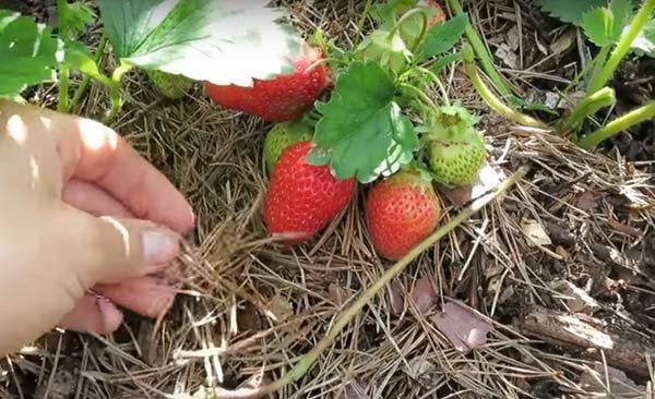 Хвойный опад Киев Хвоя для голубики Киев хвойная подстилка продажа Киев ...