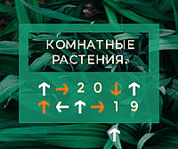 Кімнатні рослини, які притягують удачу в 2019 році