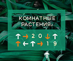 Кімнатні рослини, які притягують удачу в 2019 році