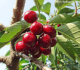 Черешня Прощальна. Підщепа колт. (вв), фото 3