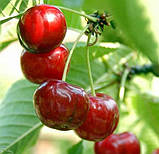 Черешня Прощальна. Підщепа колт. (вв), фото 2