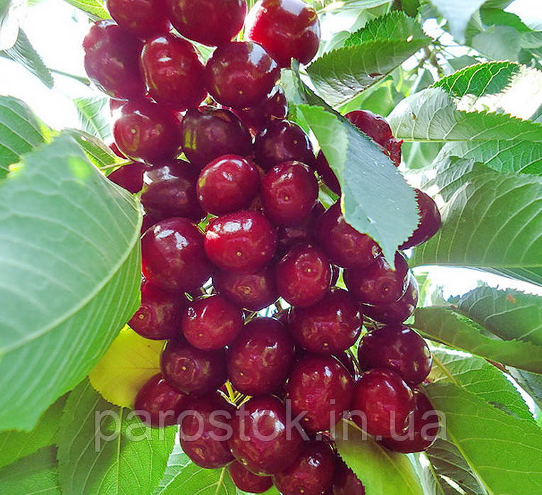Черешня Прощальна. Підщепа колт. (вв), фото 1