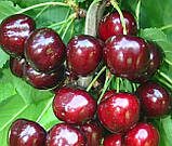 Черешня Біг Стар. Підщепа колт. (вв), фото 2