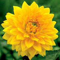 Саджанець ЖОРЖИНА високоросла Golden Emblem 1шт.