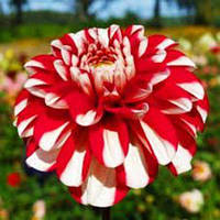 Саджанець ЖОРЖИНА високоросла Jamaica 1шт.