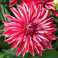 Саджанець ЖОРЖИНА високоросла Selina 1шт.