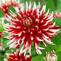 Жажанець ГЕОРГІНА кактусова Friquolet 1 шт.