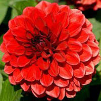 Саджанець ЖОРЖИНА низькоросла Arnhem 1шт.