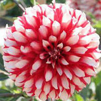 Саджанець ЖОРЖИНА низькоросла Little Tiger 1шт.