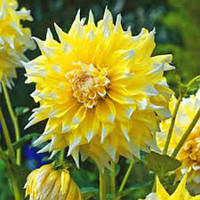 Саджанець ЖОРЖИНА низькоросла Munchen 1шт.