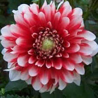 Саджанець ЖОРЖИНА низькоросла Musette 1шт.