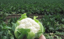 КЛІПЕР F1 цвітна капуста 2500нас Clause, фото 1