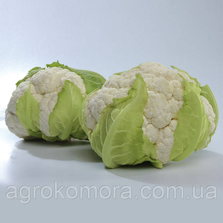 Місора F1 капуста цвітна 1000 нас Kitano Seeds, фото 1