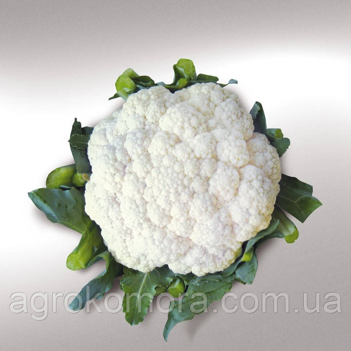 Ванза F1 капуста цвітна 1000 нас Kitano Seeds, фото 1