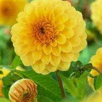 Саджанець ЖОРЖИНА помпонна Deepest Yellow 1шт.