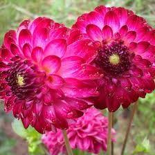 Сажанець Жоржина помпонна Little Robert 1 шт.