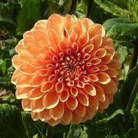 Саджанець ЖОРЖИНА помпонна Sylvia 1шт.