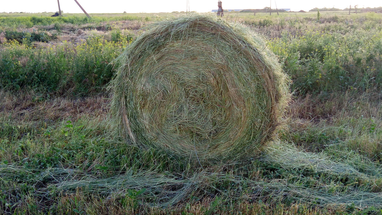 Мікробний консервант для сінажу