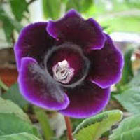 Клубни Глоксиния Violacea