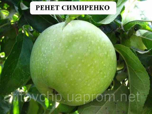 Яблуня Ренет симіренко