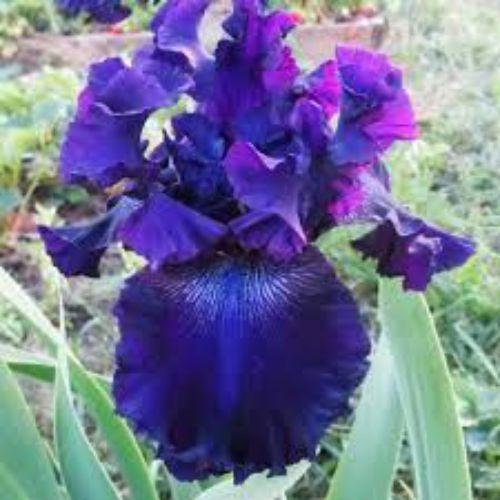 Саджанець Iris Germanica (Бородатий) Hollywood Night