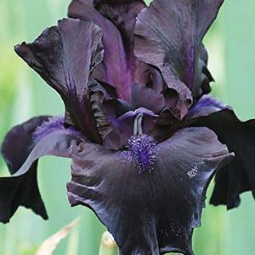 Саджанець Iris Germanica (Бородатий) Midnight Oil