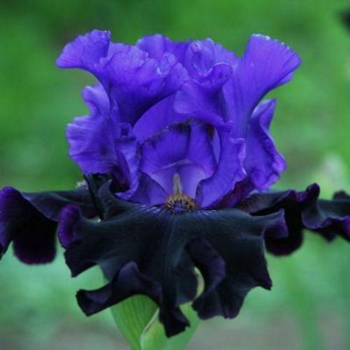 Саджанець Iris Germanica (Бородатий) Грозова Ніч