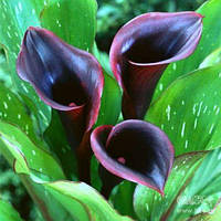 Бульби Кала Odessa (1 шт.)