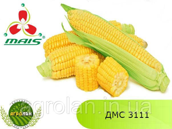 Гібрид ДМС 3111 ФАО 310 насіння кукурудзи МАЇС (Дніпро)