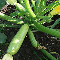 Насіння кабачка Ангеліна F1 (Syngenta), 500 шт.