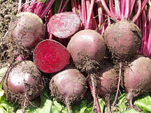 Насіння буряка Боро F1 (Bejo Zaden), 5 000шт.